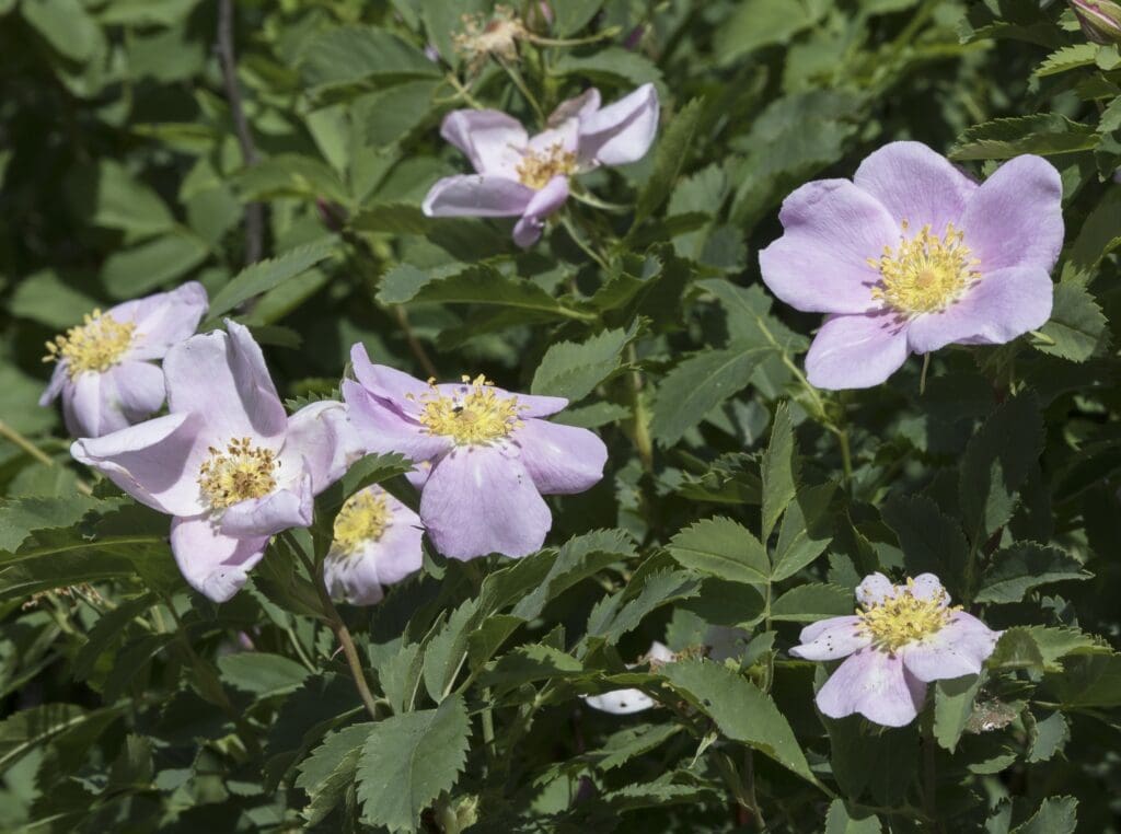 Wild Roses, Friday, June 9